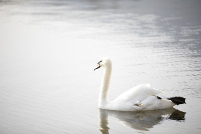 Swan swimming in lake