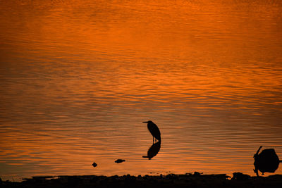 Silhouette bird flying over sea against orange sky