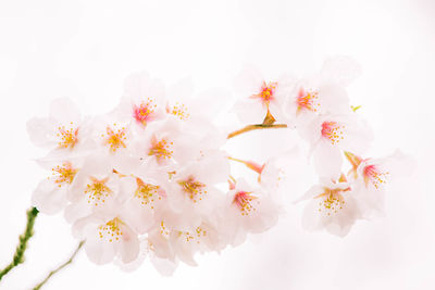 Close-up of fresh flowers