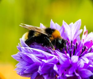 Close up/macro of bee in a purple plant