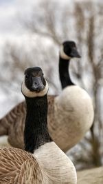 Close-up of two canadian geese looking at camera 