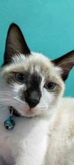 Close-up portrait of a cat