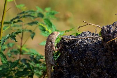 Close-up of lizard on rock