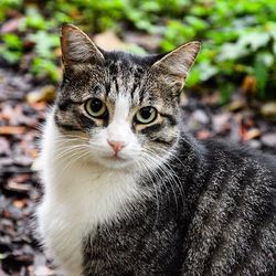 Close-up portrait of cat