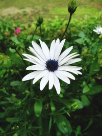 Close-up of white daisy flower