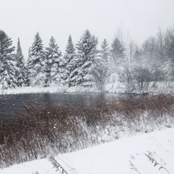 Bare trees on snow covered lake