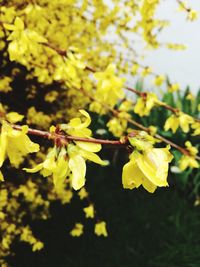 Close-up of yellow flowering plant