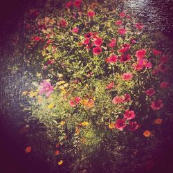 Flowers blooming on plant