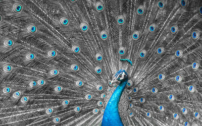 Close-up of peacock