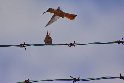 Low angle view of birds flying against sky