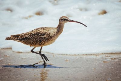 Full length of woman standing on beach