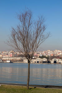 Bare tree by river against buildings in city