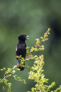 Bird perching on a plant