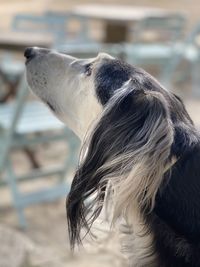 Close-up of saluki dog looking at camera , my champion, habibi.