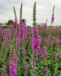 Close-up of pink flowering plants on field against sky