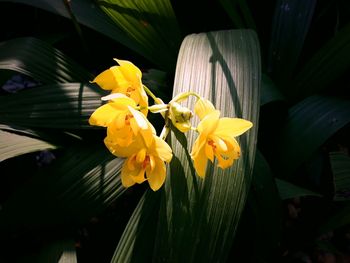 Close-up of yellow daffodil