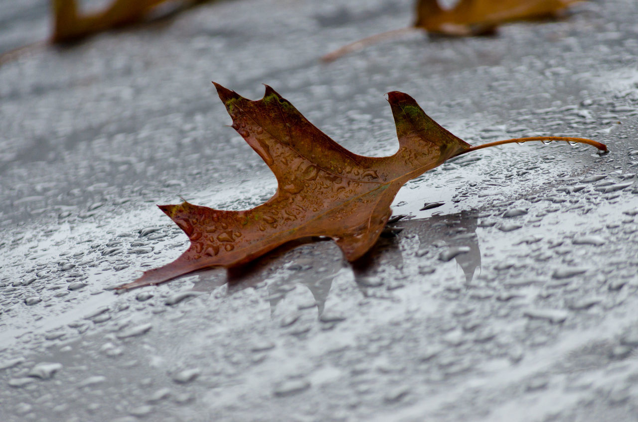 HIGH ANGLE VIEW OF DRY LEAF ON ICE