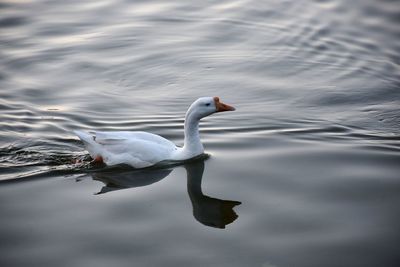 Swan swimming in lake