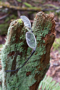 Close-up of heart shape on tree trunk