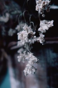 Close-up of flowers in sea