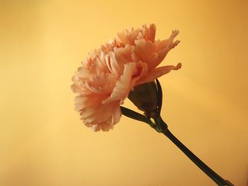 Close-up of pink flower against white background