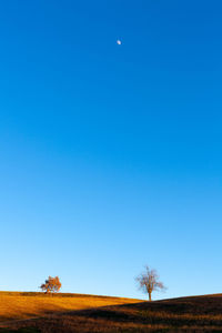 Minimalist countryside scene with two trees, blue sky and the moon