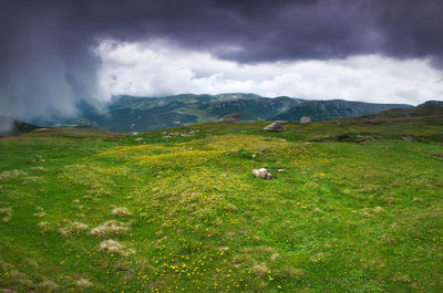 Scenic view of field against sky