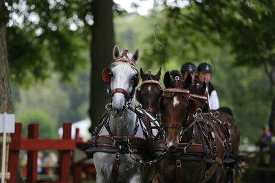 Horse cart on tree