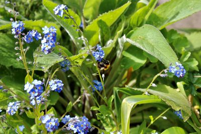 Bee pollinating on purple flowering plants