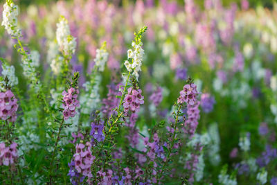 Close-up of purple flowering plants on field