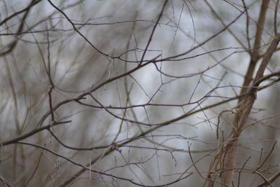 Full frame shot of snow covered plants