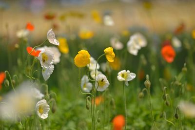 Close-up of yellow flowers blooming in field