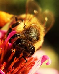 Close-up of bee on flower