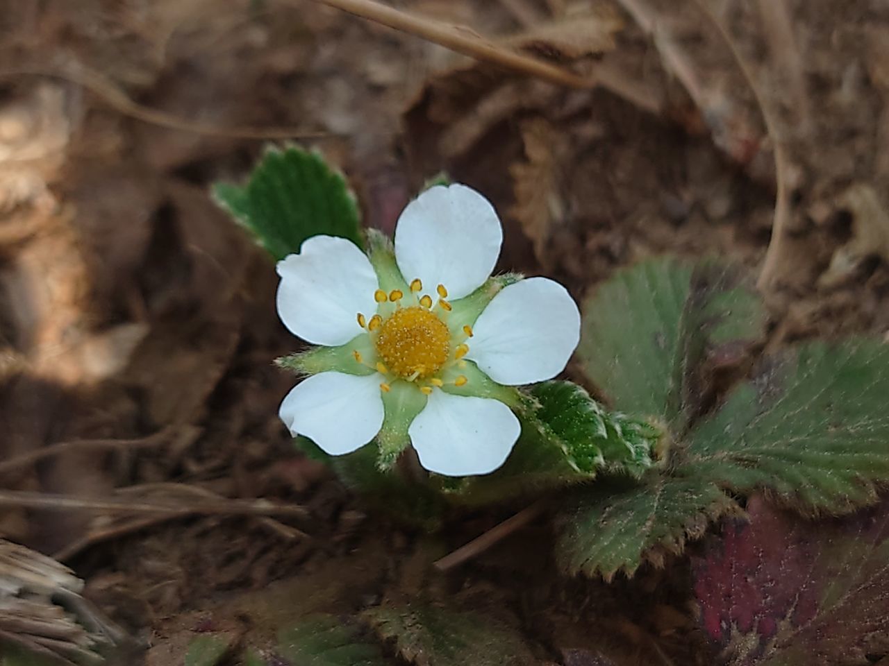 HIGH ANGLE VIEW OF WHITE FLOWERING PLANT