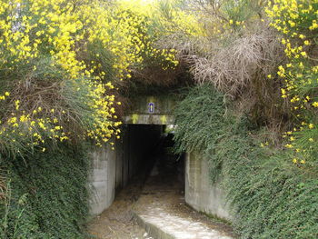 Narrow pathway along trees