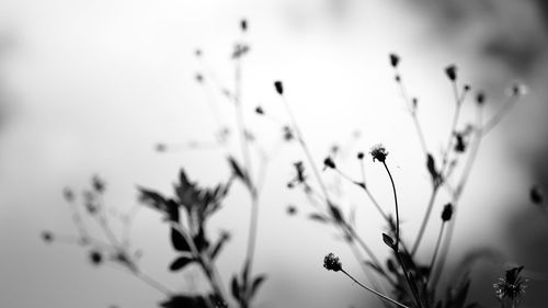 Close-up of plants against sky