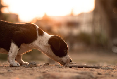 Full length of puppy on field