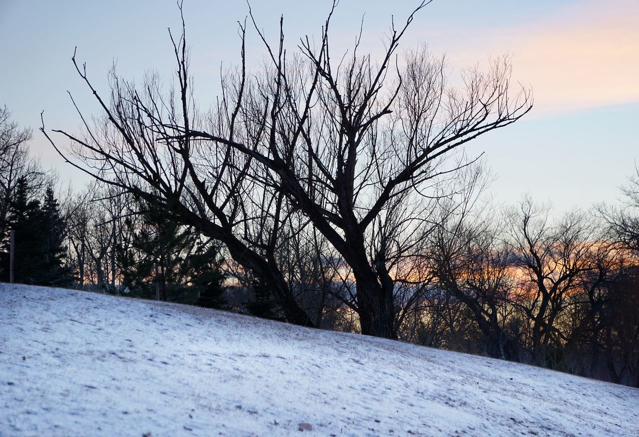 bare tree, tree, tranquility, tranquil scene, branch, snow, winter, sky, cold temperature, scenics, beauty in nature, nature, landscape, field, sunset, season, tree trunk, non-urban scene, silhouette, outdoors