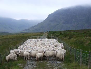 Flock of sheep at farm
