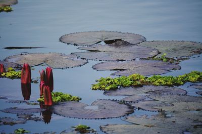 Rear view of women floating on lake