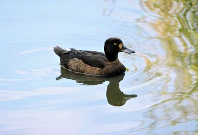 Female tufted duck swimming in maxwell park pond. 