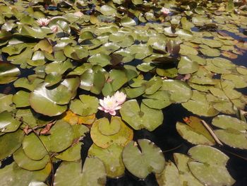 Close-up of water lily amidst leaves in lake