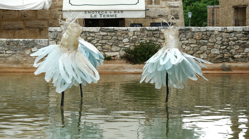 Birds flying over lake