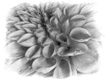 Close-up of flower over white background