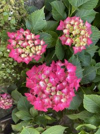 High angle view of pink flowering plant