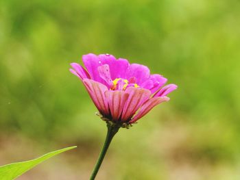 Close-up of pink flower