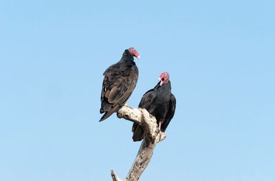 Low angle view of bird perching on a tree