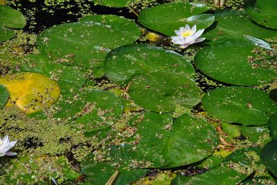 Full frame shot of water lily