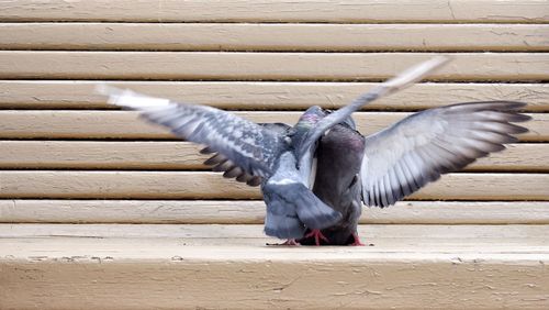 Close-up of bird flying