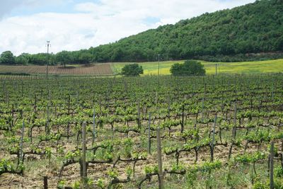 Scenic view of vineyard against sky